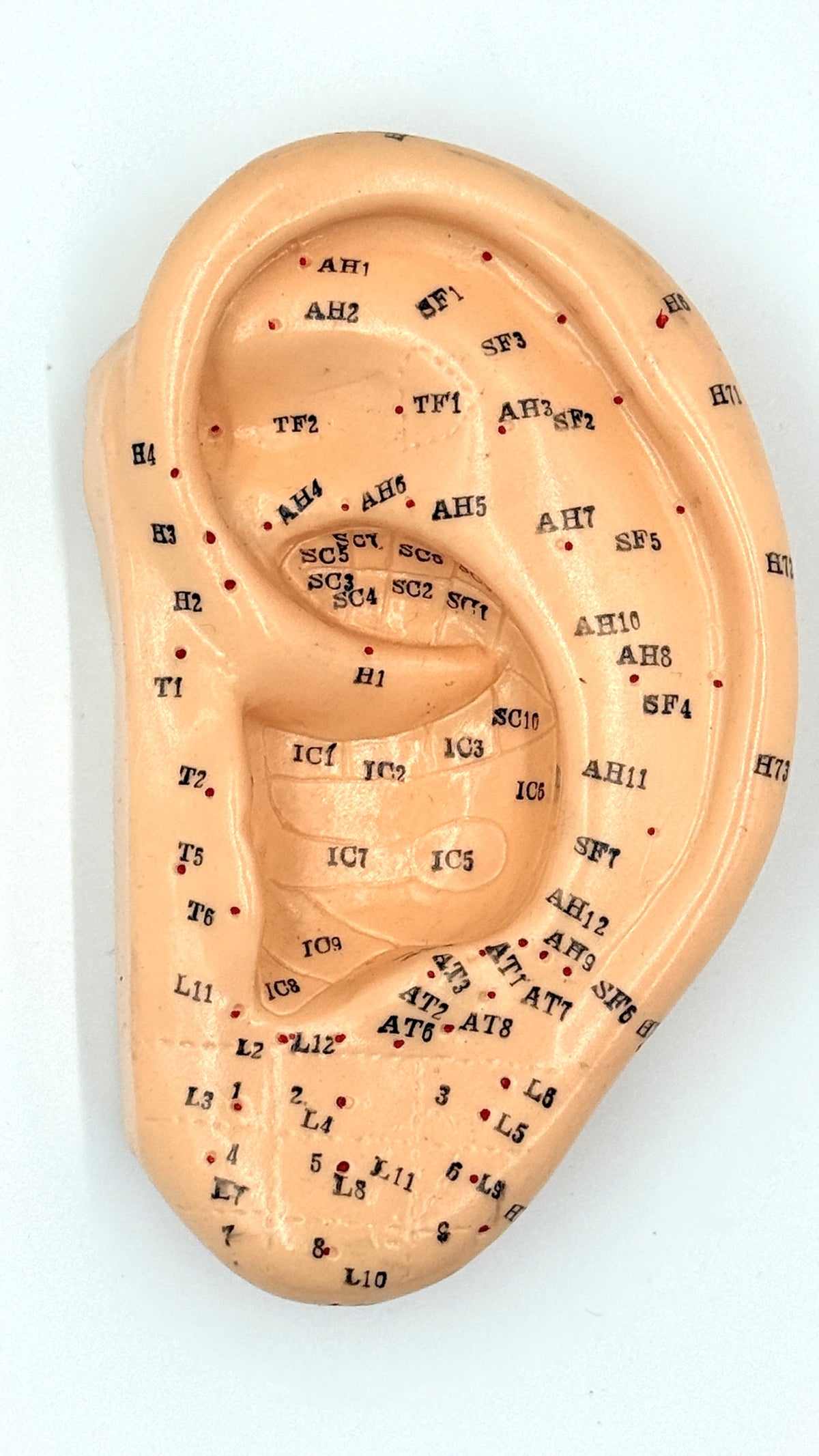 Ear Model (S)