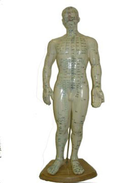 Male Human Acupuncture Model