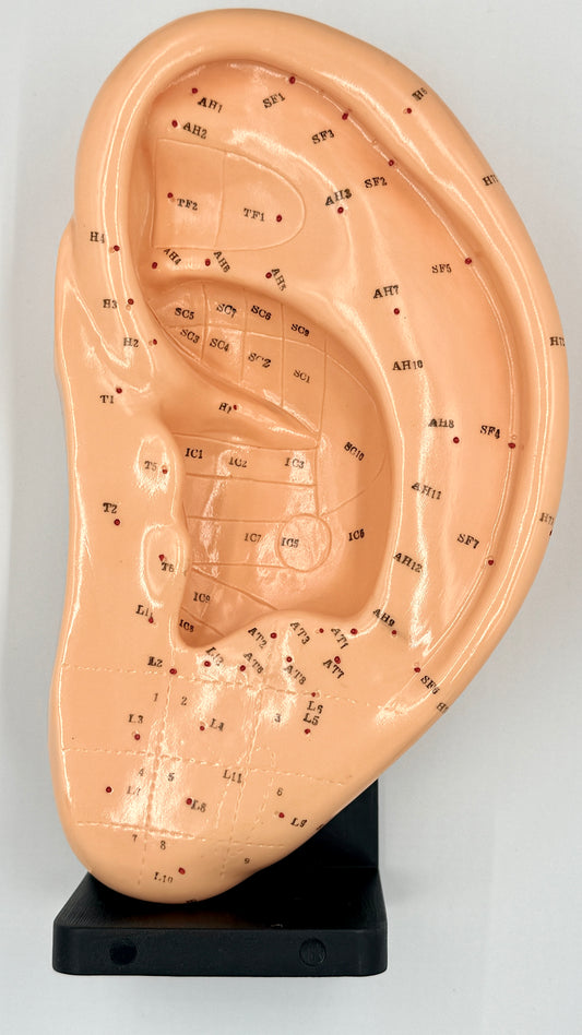 Ear Model (L)